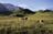 Hahnenmoos