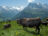 La vache Caprice decouvre prudemment de nouvelles rivales