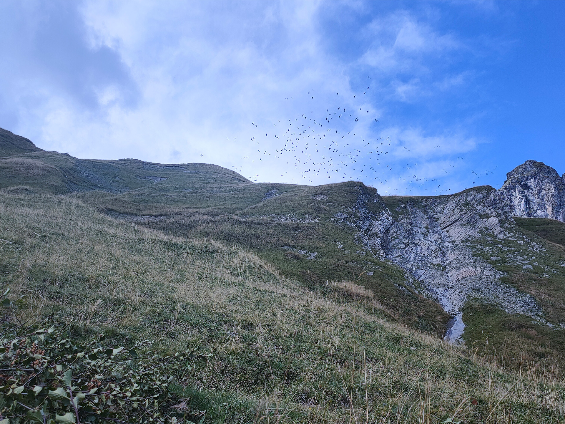 schweizer-alpkäse-alpgeschichten-katharina-tiere-auf-der-alp-alpendohlen